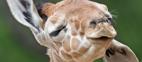 La girafe. Image d'illustration - Sputnik Afrique