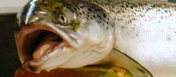 Saumon - Sputnik Afrique