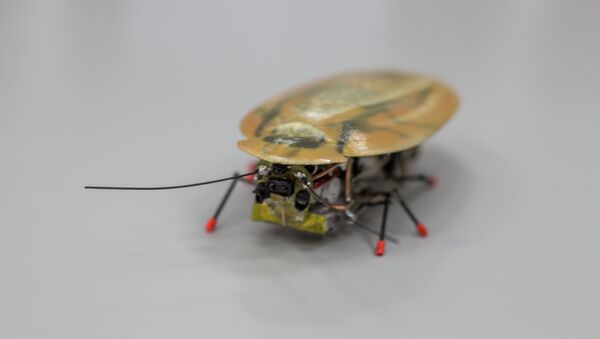 Un robot-cafard - Sputnik Afrique