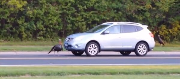 Une dinde sauvage s'attaque à une voiture - Sputnik Afrique