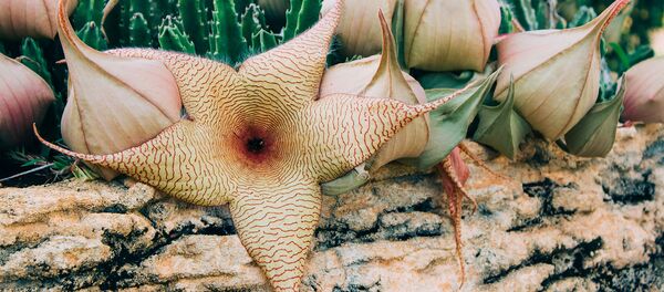 Les plus belles fleurs au terrible parfum - Sputnik Afrique