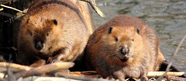 castor castor - Sputnik Afrique
