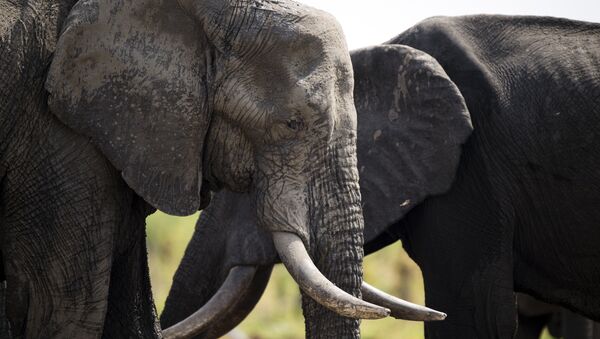 éléphants, parcs nationaux au Zimbabwe - Sputnik Afrique