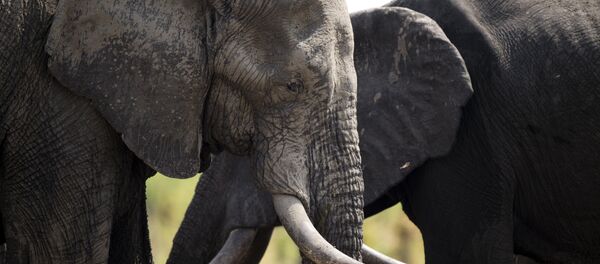 éléphants, parcs nationaux au Zimbabwe - Sputnik Afrique