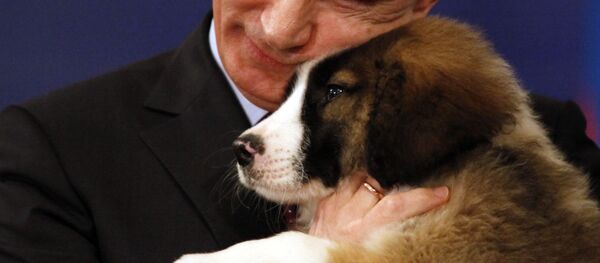 M. Poutine, j'aimerais bien avoir un chiot… - Sputnik Afrique