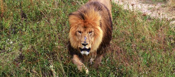 Сафари-парк Тайган в Крыму - Sputnik Afrique