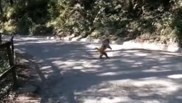 Un singe traverse la rue comme un homme - Sputnik Afrique