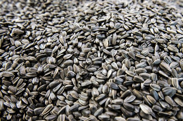 Les graines de tournesol - Sputnik Afrique