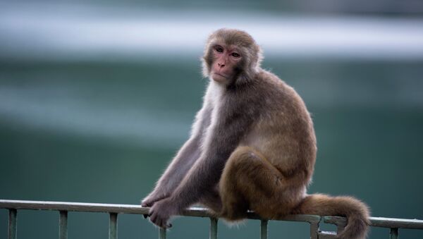 Un macaque - Sputnik Afrique