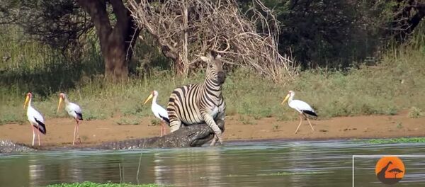 Le zèbre et les deux crocodiles Le zèbre et les deux crocodiles - Sputnik Afrique