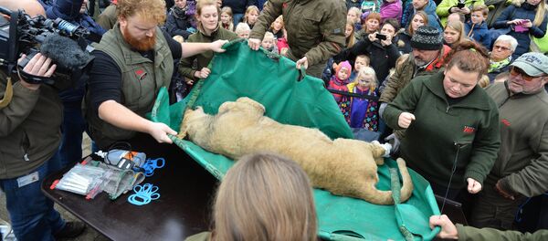 Dissection d'un lion à Odense - Sputnik Afrique