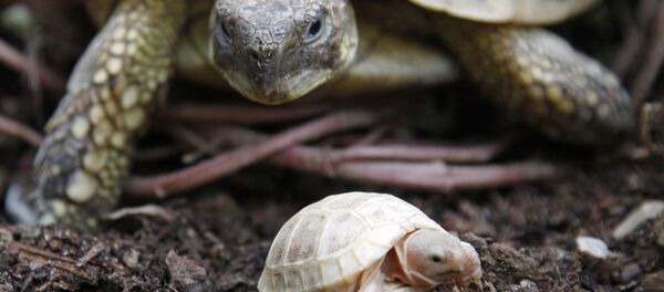 Tortues - Sputnik Afrique