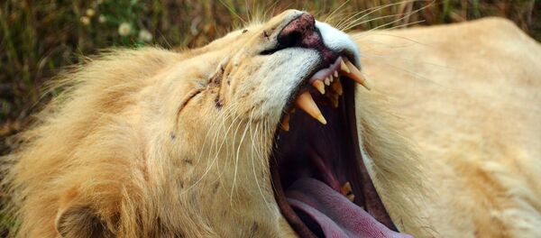 Сафари-парк Тайган в Крыму - Sputnik Afrique