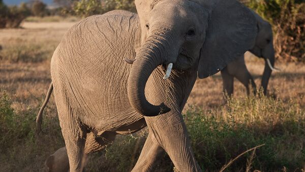Un éléphant - Sputnik Afrique