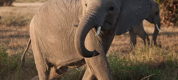 Un éléphant Un éléphant - Sputnik Afrique