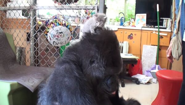 La femelle gorille Koko a adopté deux chatons - Sputnik Afrique
