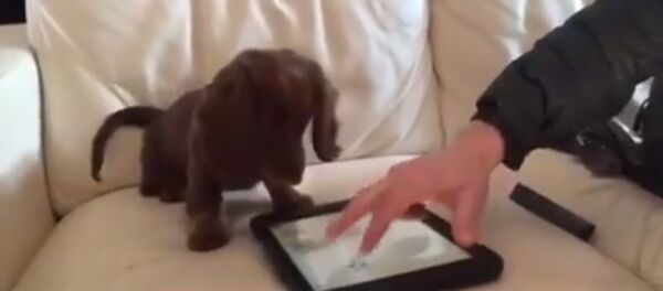 Un teckel joue avec un iPad - Sputnik Afrique