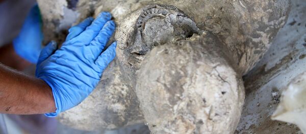 image d`illustration,les restes d'un homme,Pompéi - Sputnik Afrique