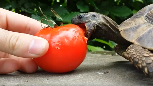 Une tortue mange une tomate - Sputnik Afrique