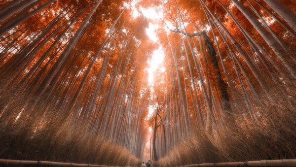 Forêt de bambous de Kyoto - Sputnik Afrique