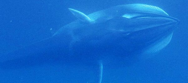 Rorqual d'Omura - Sputnik Afrique