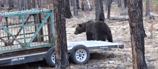 Une ourse relâchée dans la nature - Sputnik Afrique