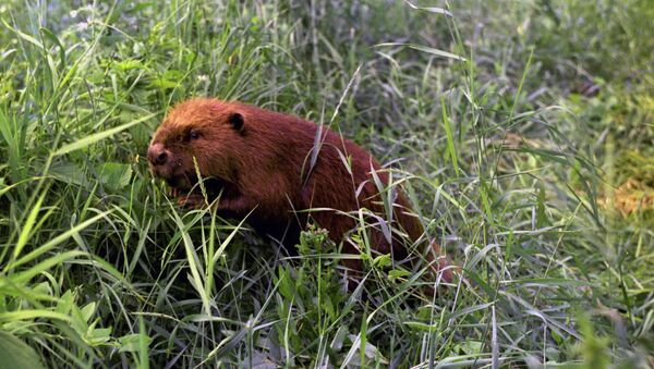 A beaver - Sputnik Afrique