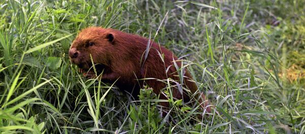 A beaver - Sputnik Afrique