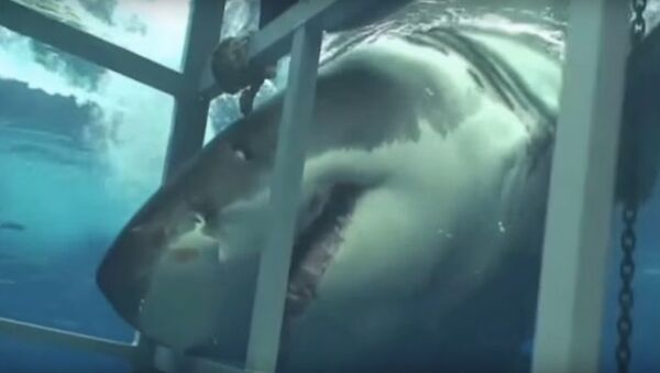 Ce requin s'intéresse de trop près au cameraman - Sputnik Afrique