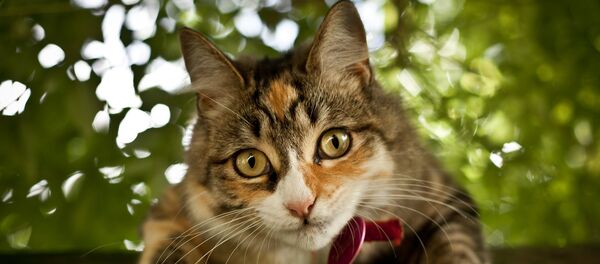 Un chat - Sputnik Afrique