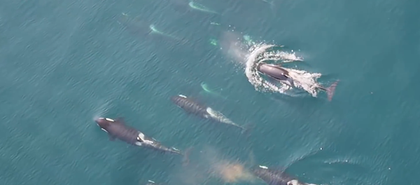 Des orques vues du ciel par un drone scientifique - Sputnik Afrique