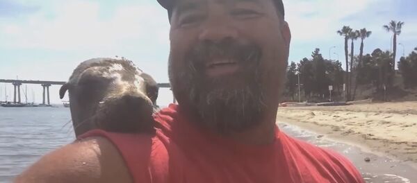 Un phoque saute dans un bateau pour se faire des amis - Sputnik Afrique