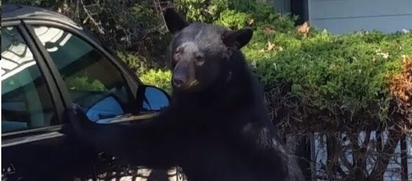 Un ours ouvre une voiture pour klaxonner - Sputnik Afrique