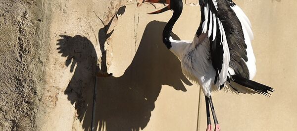 Une cigogne Une cigogne - Sputnik Afrique