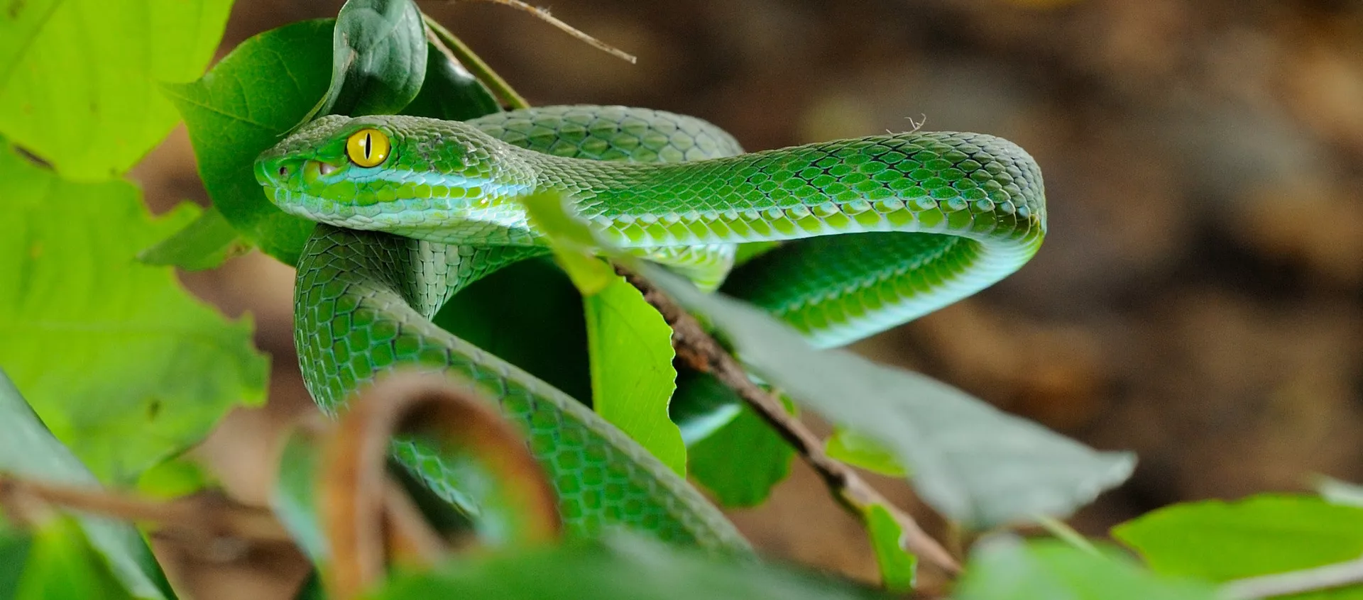Un serpent venimeux - Sputnik Afrique, 1920, 03.11.2015