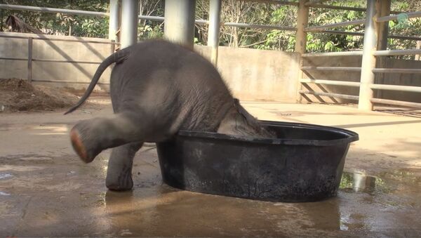 Comment prendre son bain quand on est un éléphant - Sputnik Afrique