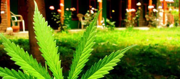 marijuana - Sputnik Afrique