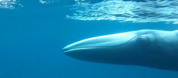 La baleine la plus mystérieuse et la plus rare du monde - Sputnik Afrique
