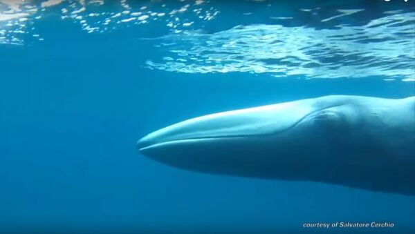 La baleine la plus mystérieuse et la plus rare du monde - Sputnik Afrique