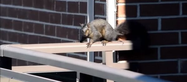 Un courageux écureuil saute du 21e étage Un courageux écureuil saute du 21e étage - Sputnik Afrique