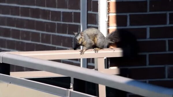 Un courageux écureuil saute du 21e étage - Sputnik Afrique