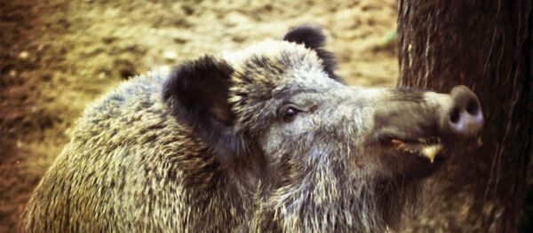 Sanglier - Sputnik Afrique