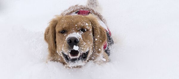 Le chien et la première neige, et autres nouvelles du monde des animaux - Sputnik Afrique