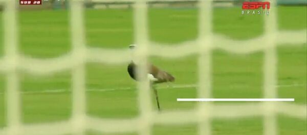 Oiseaux footballeurs - Sputnik Afrique