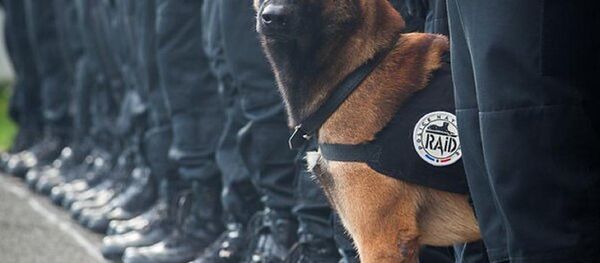 Le chien héros mort à Paris - Sputnik Afrique