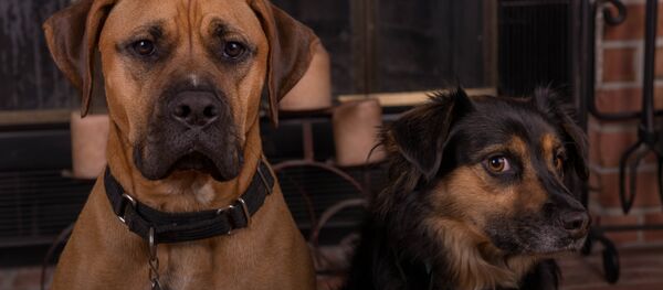 Chiens - Sputnik Afrique