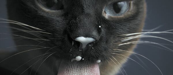 Le chat - Sputnik Afrique