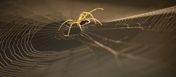 Araignée - Sputnik Afrique