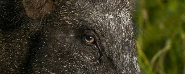sanglier géant - Sputnik Afrique