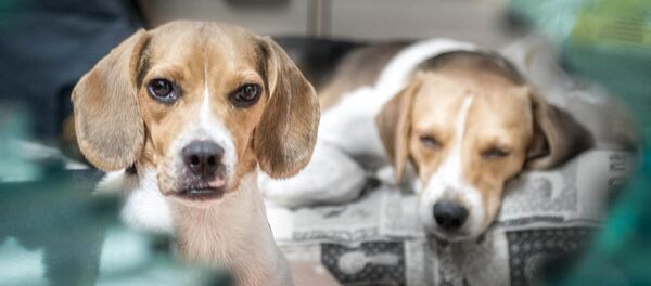 beagles beagles - Sputnik Afrique